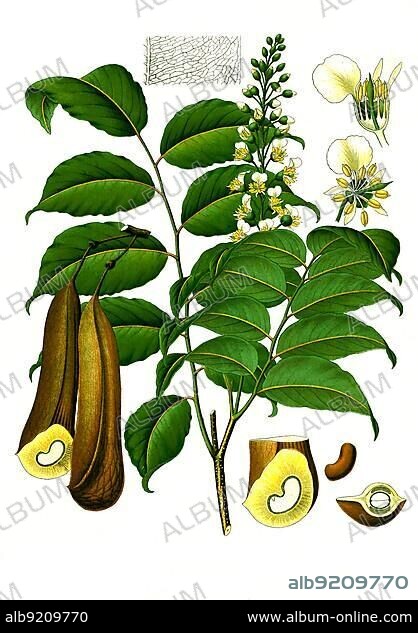 Medicinal plant, Toluifera pereirae, Peru balsam tree, Historical, digitally restored reproduction from a 19th century original.