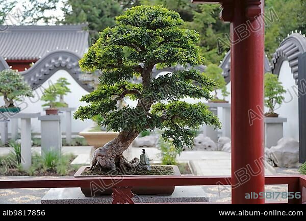 Bonsai Zen Garden -  Canada