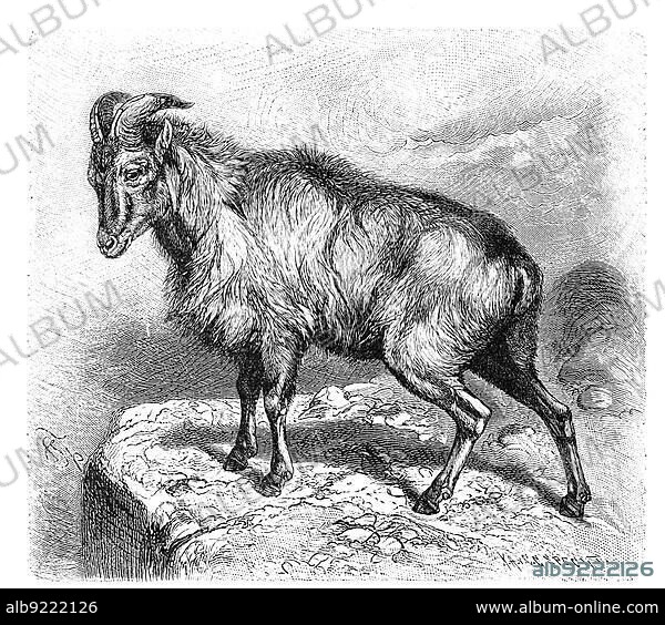 Himalayan tahr (Hemitragus jemlahicus), is a goat-like cloven-hoofed species living in the Himalayan region, Historic, digitally restored reproduction from an 18th century original.