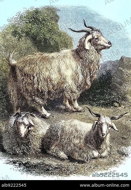 70+ Angora Goat Stock Illustrations, Royalty-Free Vector Graphics & Clip  Art - iStock | Mohair, Angora rabbit, Sheep