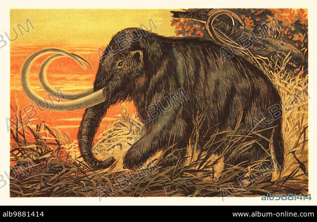 Woolly mammoth or tundra mammoth, Mammuthus primigenius, Pleistocene ...