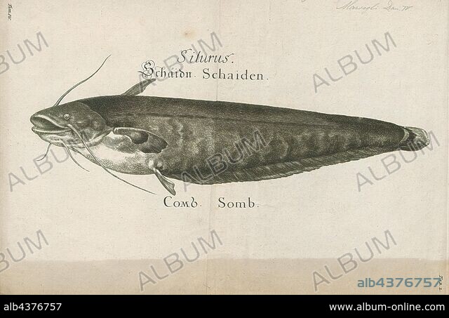 Silurus glanis, Print, The wels catfish, also called sheatfish, is 