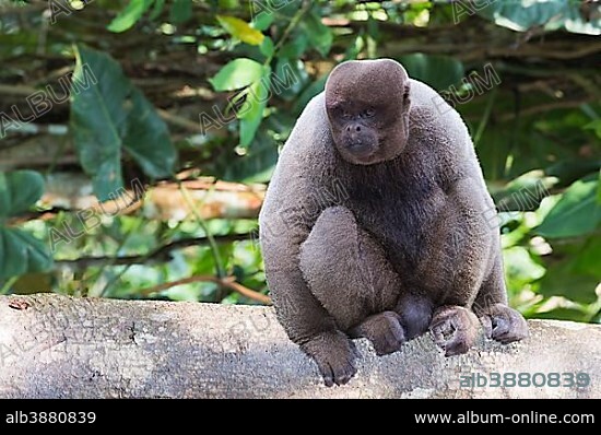 Brown Woolly Monkey or Humboldt's Woolly Monkey (Lagothrix lagotricha), sitting on branch, vulnerable species, Amazonas State, Brazil, South America.