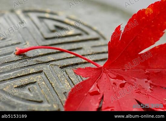 Japanese (Detail) maple, leaf, and Japanese stone sign, sign in stone ...