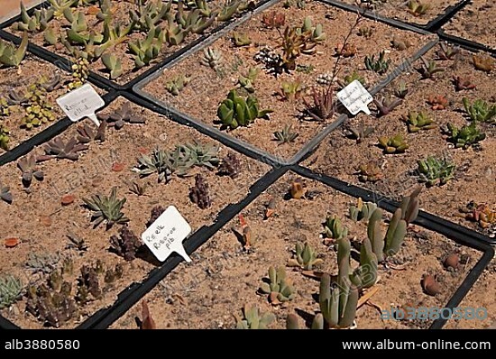 Succulent plants for sale in the world's largest succulent nursery "Kokerboom", Vanrhynsdorp, Vanrhynsdorp, South Africa, Africa.