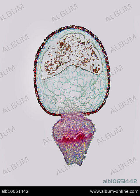 Sphagnum Capsule, LM - Album alb10651442