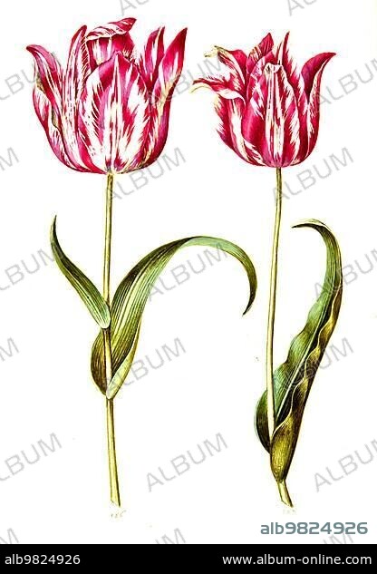 Garden tulip (Tulipa) gesneriana; Historic; digitally enhanced reproduction of an original from the period.