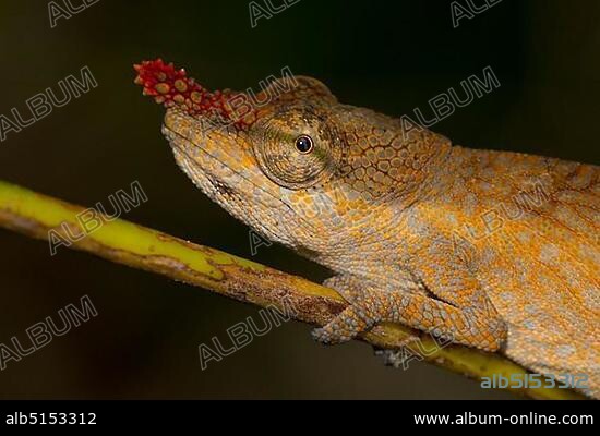 Blade Chameleon (Calumma gallus), female, rain forests of Andasibe, eastern Madagascar, Madagascar, Africa.