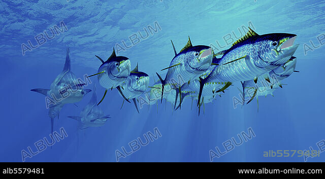 Yellowfin Tuna (<i>Thunnus alb [IMAGE]