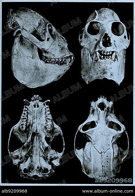 Skull bone, Research, Evolution, Research piece, red-handed howler (Alouatta belzebul), Primate species from the howler monkey genus within the spider-tailed monkeys, Historic, digitally restored reproduction of an original 19th century master, exact original date not known.