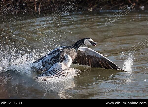 Barnacle Goose (Branta leucopsis) splashing about in the water.