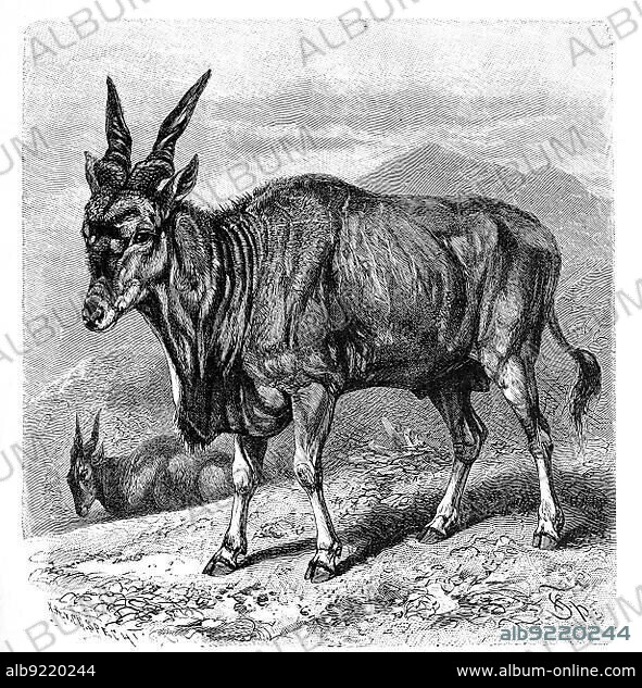 Common eland (Taurotragus oryx), also called Eland, an antelope living in Africa, Historical, digitally restored reproduction from an 18th century original.