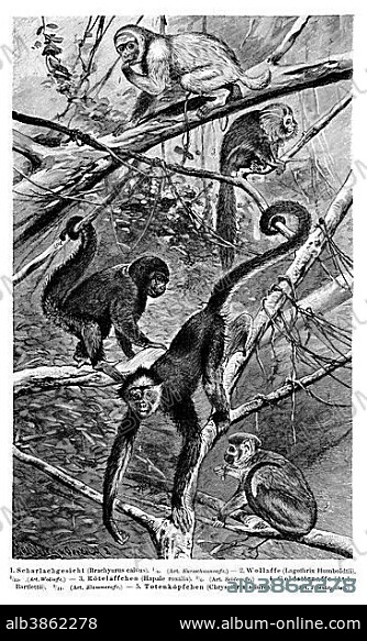 Wall chart, Monkeys V, an illustration from Meyers Konversations-Lexikon, an encyclopedia from 1897.