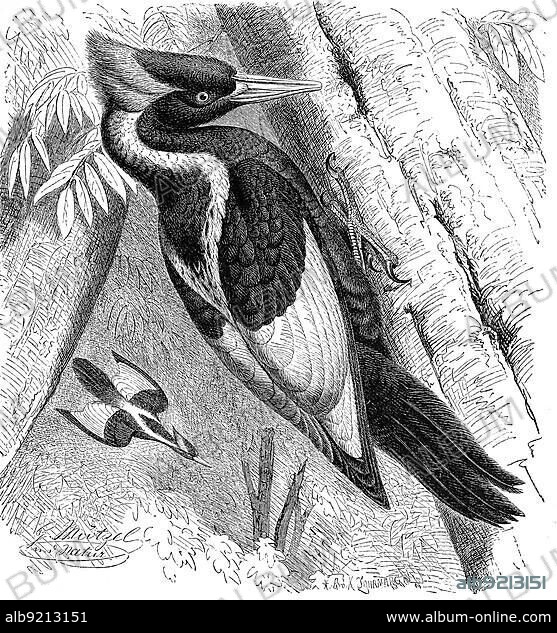Bird, Ivory-billed woodpecker (Campephilus principalis), also known as the gentleman woodpecker, was the second largest woodpecker in North America, Historic, digitally restored reproduction from a 19th century original.
