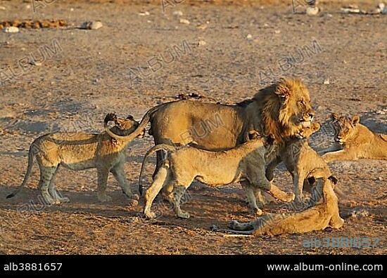 Lion (Panthera leo), male is affectionally greeted by the cubs of the pride, Etosha National Park, Namibia, Africa.