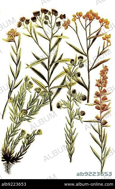 Botany, Plants, Gnaphalium, Different varieties of dysentery weed, Gnaphalium sylvaticum, Historical, digitally restored reproduction from a 19th century original.