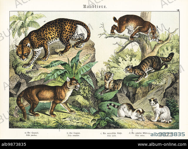 Leopard, Panthera pardus a, cougar, Puma concolor b, lynx, Lynx 