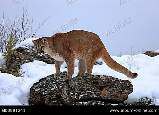 Cougar or Puma (Puma concolor, Felis concolor), adult, searching for food in the snow, Montana, USA, North America.