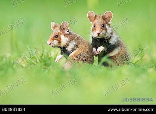 Hamster native habitat hotsell