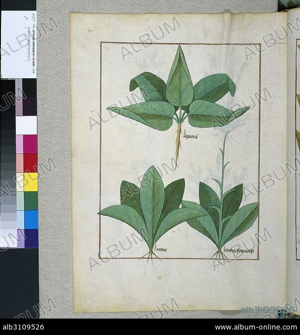 Matthaeus Platearius Libro De Las Medicinas Sencillas Tratado De Plantas Medicinales V