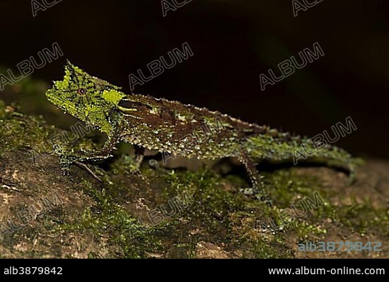 Iaraka river leaf chameleon (Brookesia vadoni), male, extremely rare, in the rainforest of Marojejy National Park, northeast of Madagascar, Madagascar, Africa.