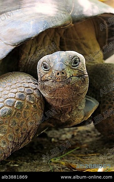 Aldabra Giant Tortoise (Aldabrachelys gigantea), Curieuse Island, Seychelles, Africa.