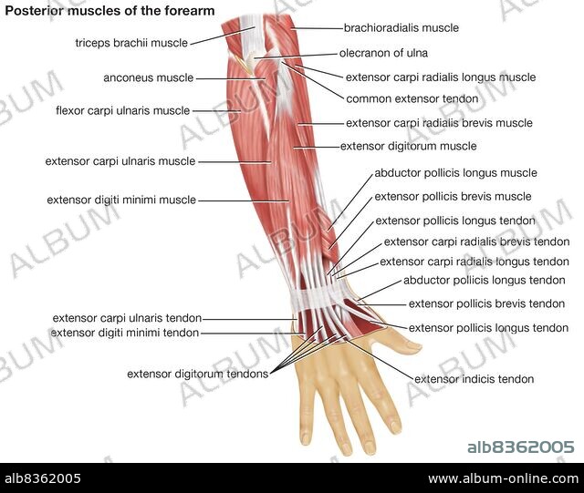 The posterior view of the muscles of the human forearm. - Album alb8362005