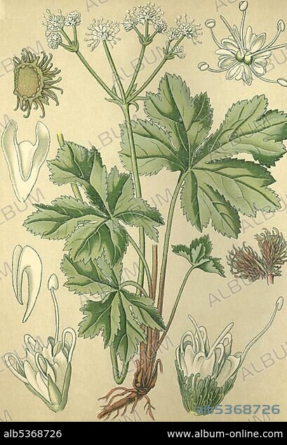 Sanicle (Sanicula europaea), medicinal plant, historical chromolithograph dated to 1880.