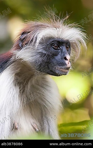 Zanzibar red colobus (Procolobus kirkii), in Jozani Chwaka Bay National Park, Zanzibar, Tanzania, Africa.