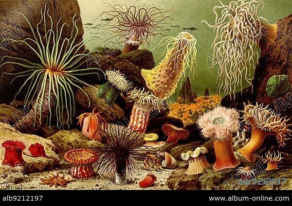 Sea anemones (Actiniaria), also called water lilies, sea lilies or actinia, are a species- and genus-rich order of Hexacorallia within the floral animals, Historical, digitally restored reproduction from a 19th century original.