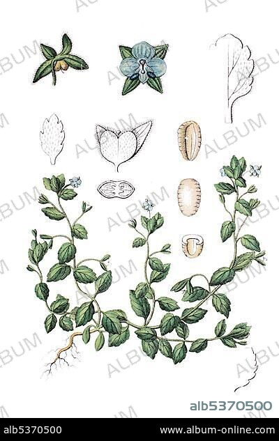 Green Field-speedwell (Veronica agrestis), medicinal plant, historical chromolithography, circa 1796.