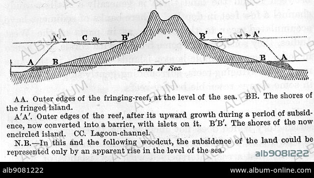 Reef Formation