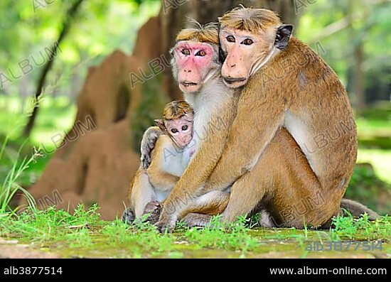 Toque Macaques (Macaca sinica), monkey family, cuddling, Polonnaruwa, North Central Province, Sri Lanka, Asia.