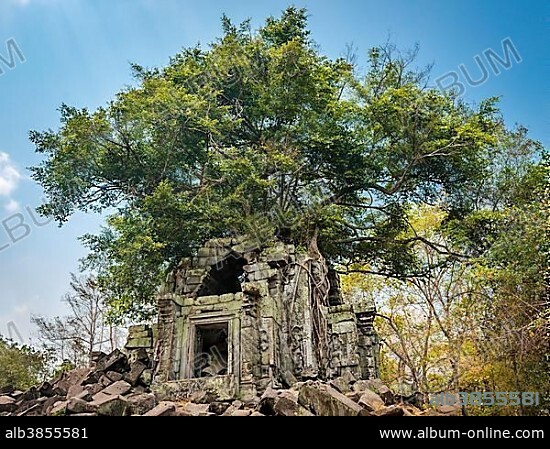 Tree on Beng Mealea ruins, Cambodia