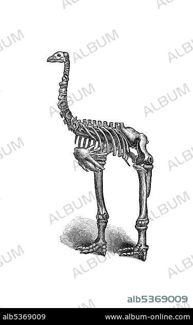 Woodcut, Moa (Dinornithidae), skeleton, flightless bird, extinct ...