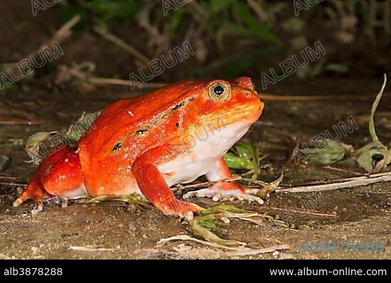 Tomato Frog (Dyscophus antongilii), Madagascar, Africa.