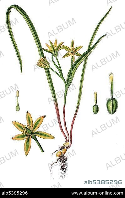 Meadow gagea flowers (Gagea pratensis), medicinal plant, useful plant, chromolithograph, 1876.