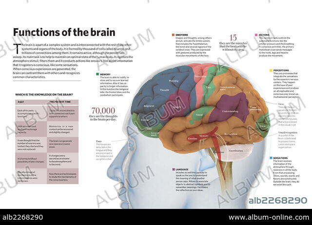 Functions of the brain - Album alb2268290