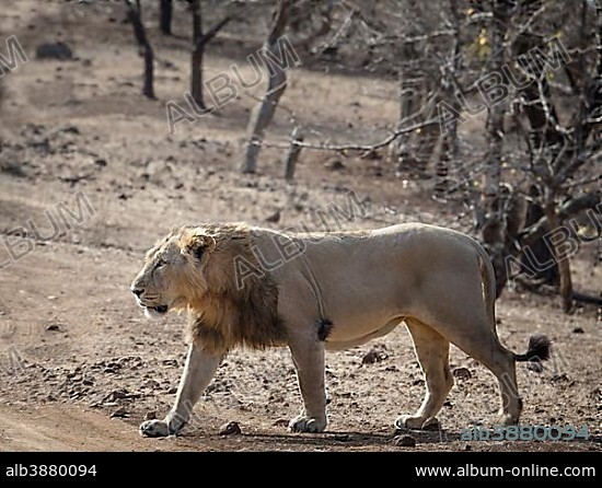 Asiatic lion (Panthera leo persica), male, roaming, Gir Interpretation Zone or Devalia Safari Park, Gir Forest National Park, Gir Forest National Park, Gujarat, India, Asia.