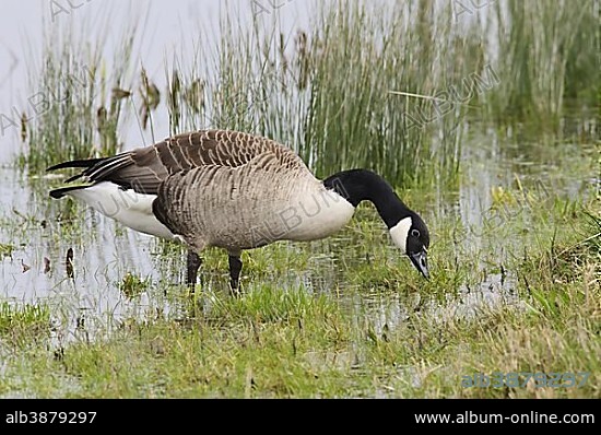 Canada goose in outlet england