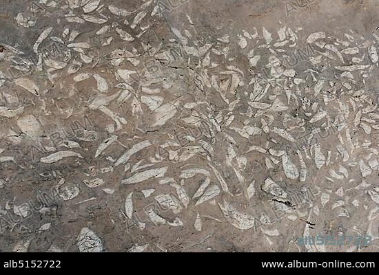 Fossilizations of Megalodontoidea, mussels sp. (Triadomegalodon gryphoides ) from the Triassic, Dachstein range, Salzkammergut, Upper Austria, Austria, Europe.