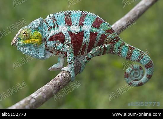 Panther Chameleon (Furcifer pardalis), male, near Ambanja, Northwest Madagascar, Madagascar, Africa.