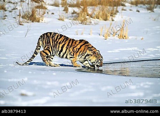 Siberian Tiger (Panthera tigris altaica)