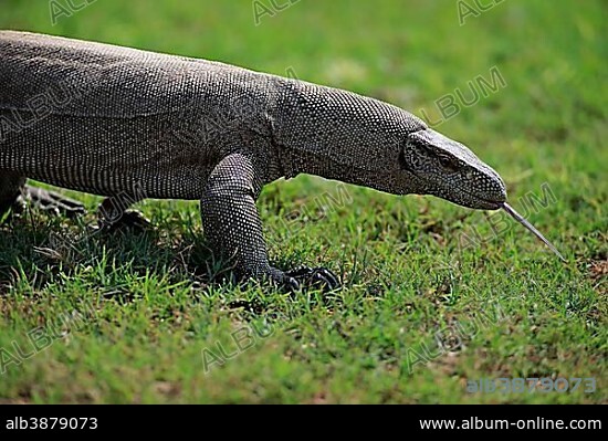 Bengal monitor or common Indian monitor (Varanus bengalensis), adult, foraging, flickering tongue, Udawalawe National Park, Sri Lanka, Asia.