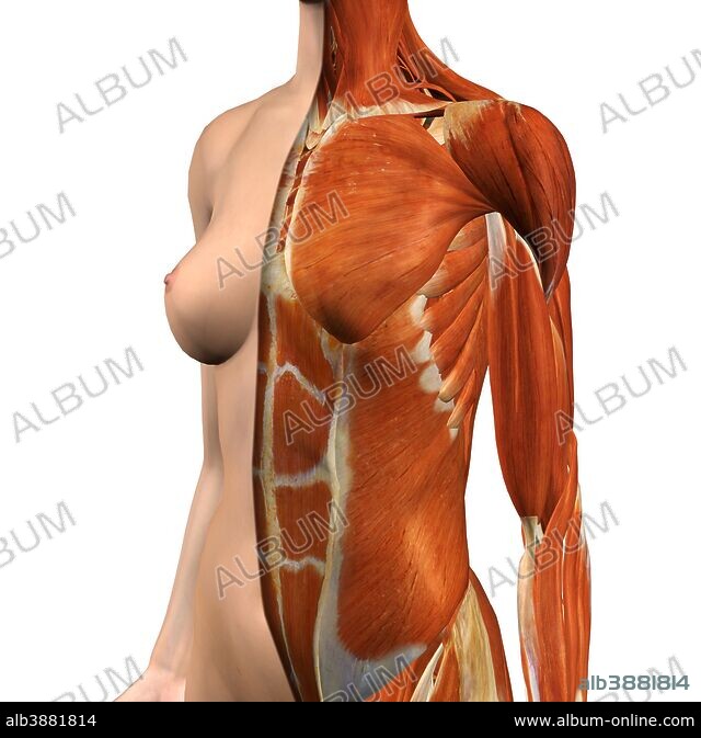 Female Chest And Abdomen Muscles, Split #1 Canvas Print