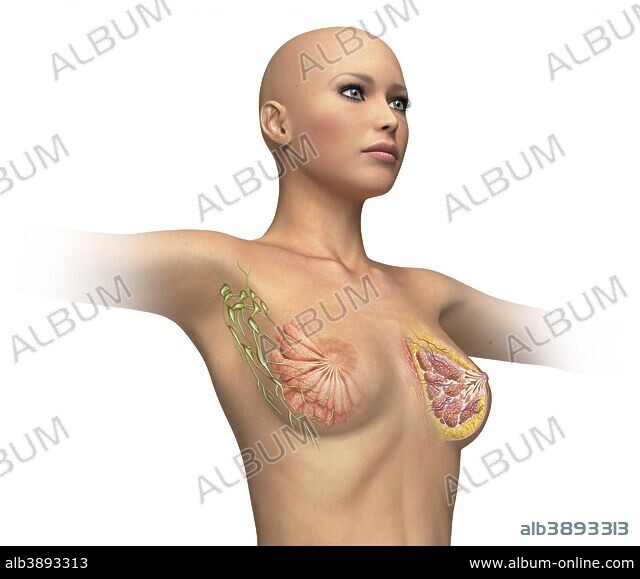 Woman breast cutaway, cross section diagram. lymphatic glands