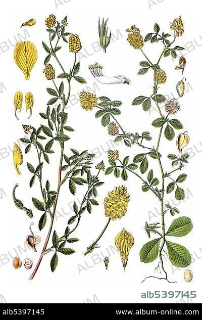 Left: Large Hop Trefoil (Trifolium aureum), right: Hop Trefoil (Trifolium campestre procumbens), medicinal plant, historical chromolithography, ca. 1796.