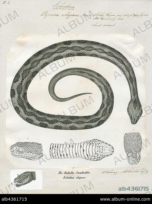 Vipera elegans, Print, Russell's viper (Daboia russelii) is a species ...