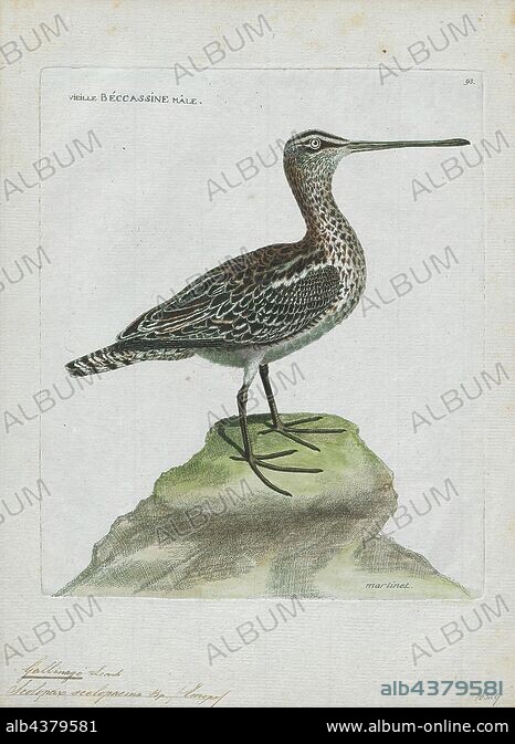 Gallinago scolopacina, Print, Gallinago is a genus of birds in the ...