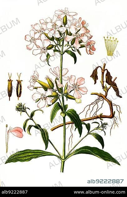 Medicinal plant, common soap root (Saponaria officinalis), also known as real soapwort or soapwort for short, historical, digitally restored reproduction from an original from the 18th century.